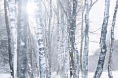 Nature-50